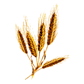 Huile de germe de Blé huile en capsules