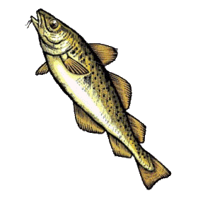 Huile de foie de Flétan en capsules