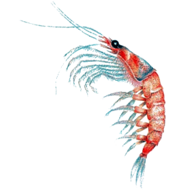 Huile de Krill en capsules (Euphausia superba)