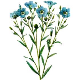 Huile de LIN vierge en capsules (Linum usitatissimum)