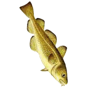 Huile de Foie de Morue en capsules, immunité et vitamine D