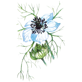 Huile de Nigelle ou Cumin noir en capsules (Immunité)