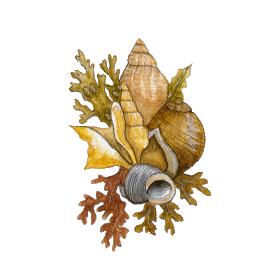 Glucosamine & Condroïtine pures en gélules