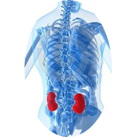 Casse-Pierres mélange en poudre Régénération