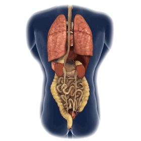 Intestins-Estomac mélange en poudre Régénération