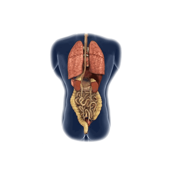 Intestins-Estomac mélange en poudre Régénération
