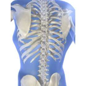 Os & Structure mélange en poudre Régénération