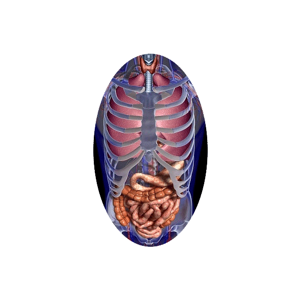 Mélange de plantes médicinales Transito+ (Estomac - Digestion)
