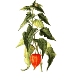 Alkékenge en gélules