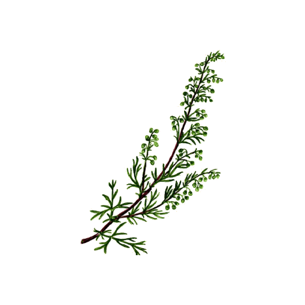 Armoise Bio en gélules (Artémisia vulgaris)