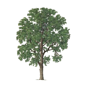 Aulne écorce en gélules