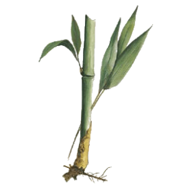 Bambou tabashir en gélules