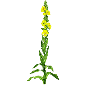 Bouillon Blanc en gélules (bronches et poumons)