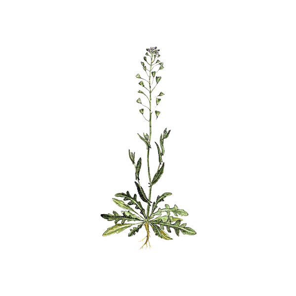 Bourse à Pasteur en gélules