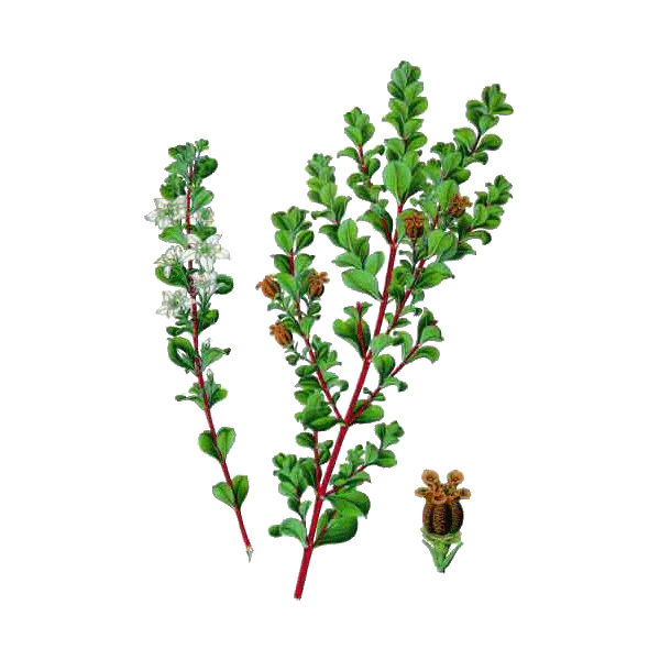 Buchu feuille en gélules