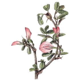 Bugrane racine en gélules