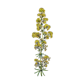 Caille Lait plante en gélules