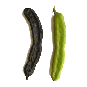 Caroube (Ceratonia siliqua) en gélules