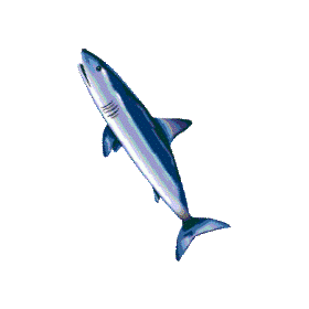 Cartilage de Requin Chondroïtine en gélules