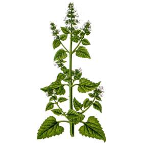 Herbe aux chats Cataire en gélules