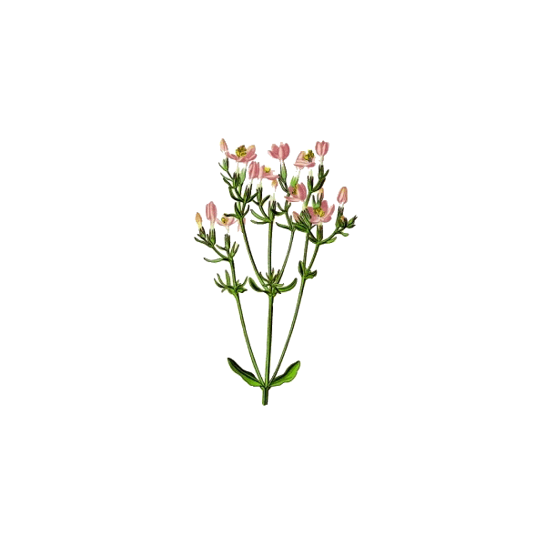 Petite Centaurée en gélules