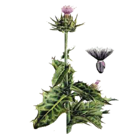 Chardon Marie Bio en gélules (Silybum marianum)