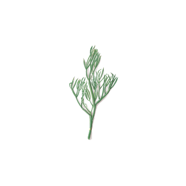 Criste Marine algue en gélules (Chrithmum maritimum)