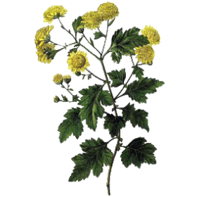 Grande Camomille, Partenelle en gélules (Tanacetum parthenium)