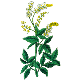 Cimicifuga racemosa extrait en gélules (Cycles féminins)