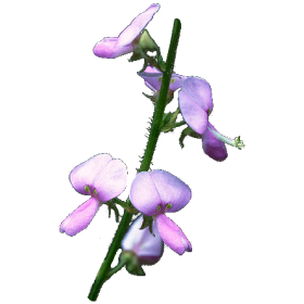 Desmodium en gélules (Desmodium adscendens)