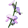 Desmodium en gélules (Desmodium adscendens)