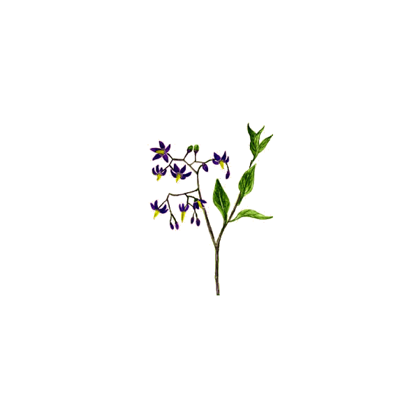 Douce Amère en gélules Pullulan (Solanum dulcamara)