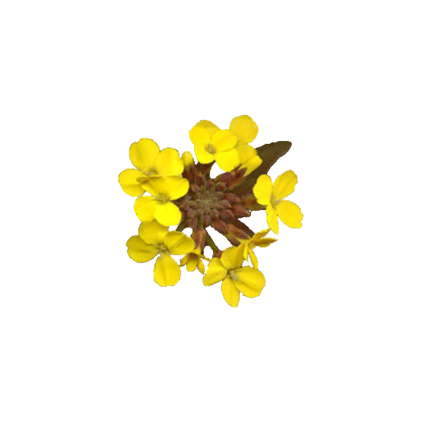 Erysimum Velar en gélules (Sisymbrium officinale)