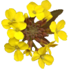 Erysimum Velar en gélules (Sisymbrium officinale)
