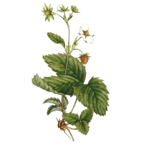 Fraisier feuille en gélules (Fragaria vesca)