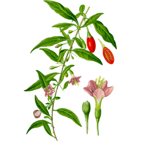 Baies de Goji en gélules Pullulan (Lycium barbarum tibeticum)