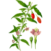 Baies de Goji en gélules Pullulan (Lycium barbarum tibeticum)