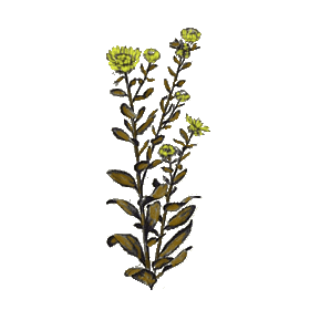 Grindelia robusta en gélules (Voies respiratoires)
