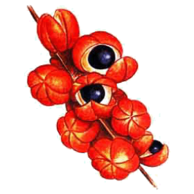 Guarana en gélules (Paullinia cupana), tonus et forme