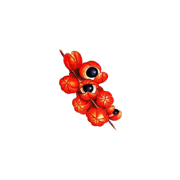 Guarana Bio en gélules (Paullinia cupana) - Tonus et Forme au quotidien