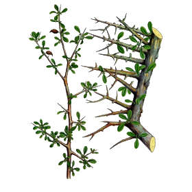 Gugulon en gélules (Commiphora mukul) - Cholestérol