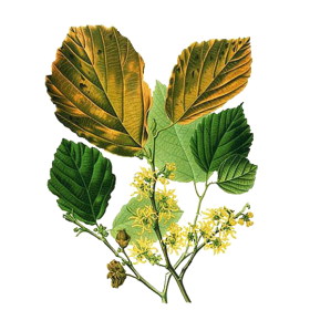 Hamamélis virginiana Bio en gélules - Circulation veineuse