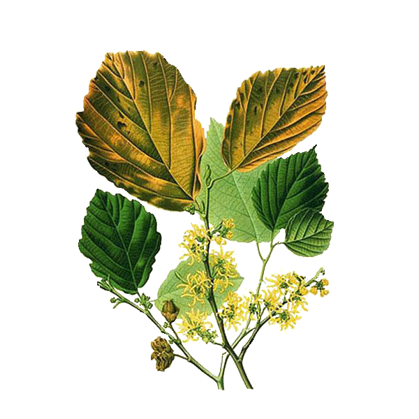 Hamamélis virginiana Bio en gélules - Circulation veineuse