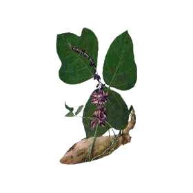 Kudzu racine en gélules Pullulan (Pueraria lobata)