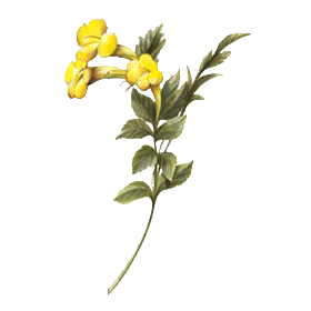 Lapacho écorce en gélules, tonus immunitaire