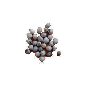 Larmes de Job en gélules (Coix lacryma-jobi)