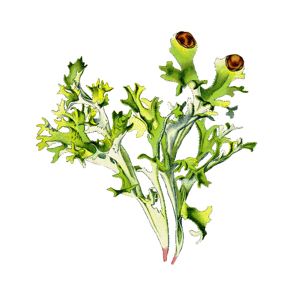 Lichen d'Islande en gélules (Cetraria islandica)