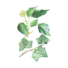 Lierre Grimpant en gélules (Hedera helix)