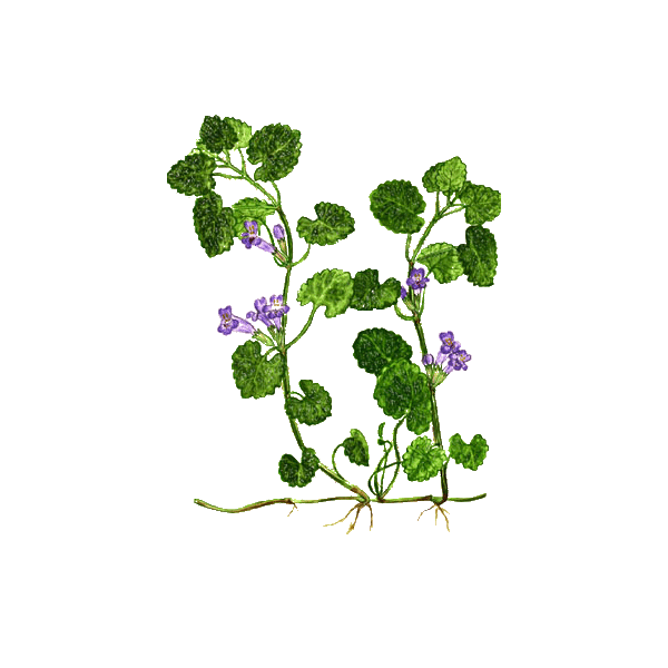 Lierre Terrestre en gélules pour les voies respiratoires (Glechoma hederacea)