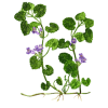 Lierre Terrestre en gélules pour les voies respiratoires (Glechoma hederacea)